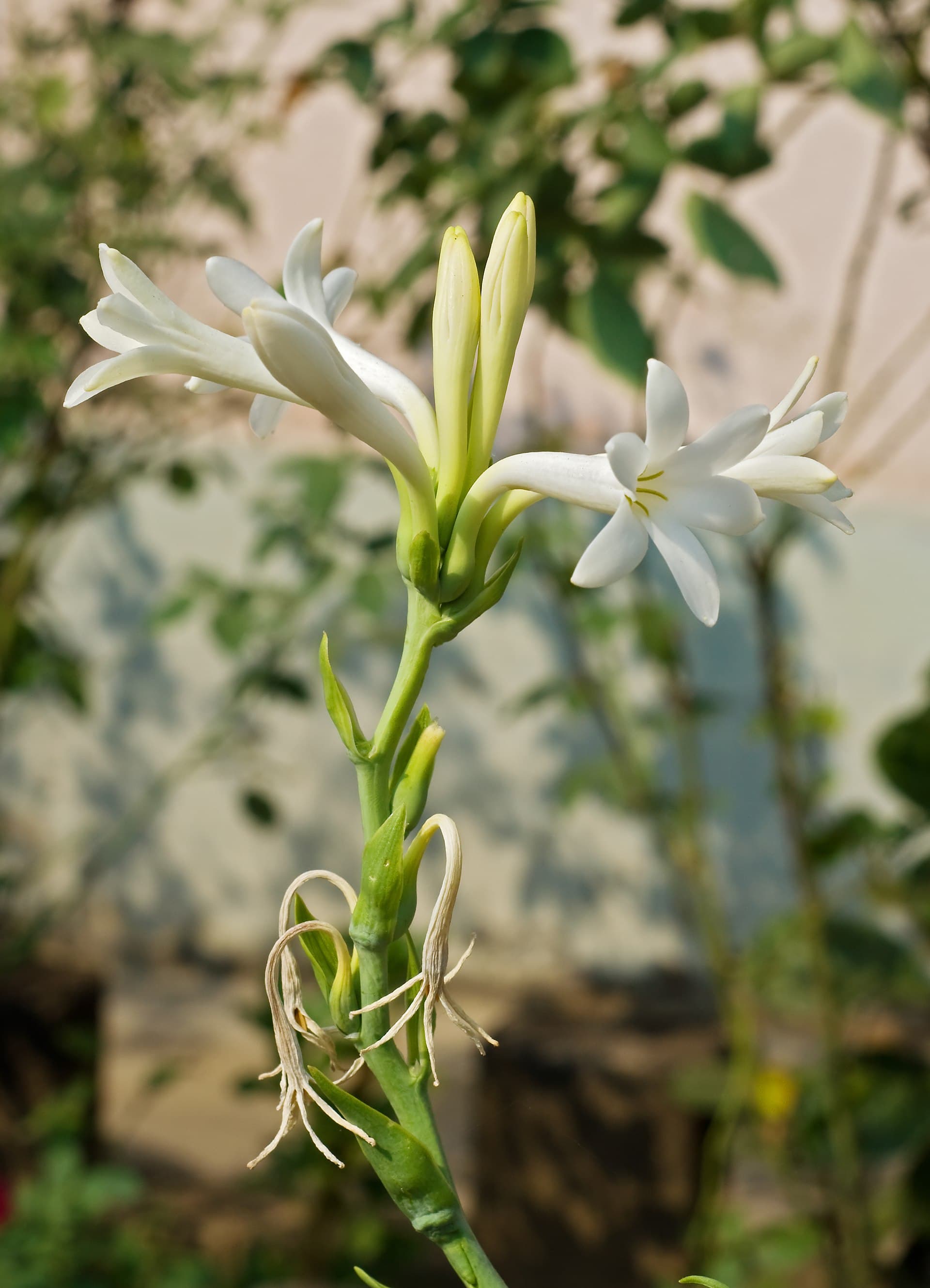 Tuberose Serenade